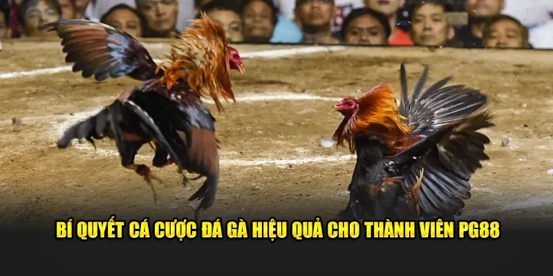 Bí quyết cá cược, đặt kèo hiệu quả cho thành viên PG88